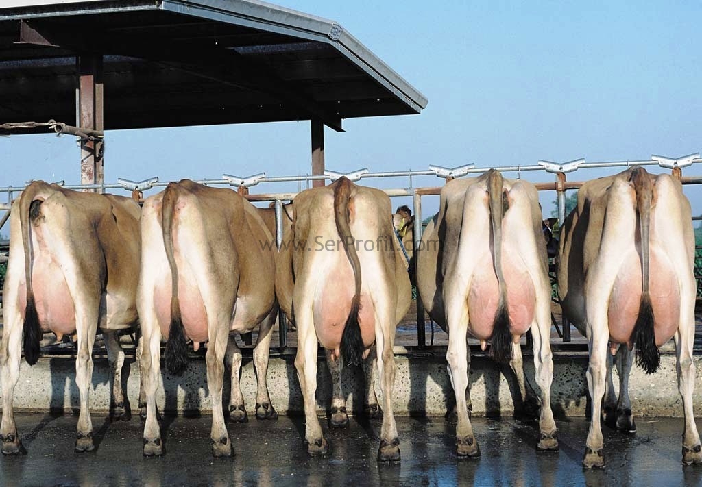 Ahır Ağıl Mimari Avan Projesi, Ahır ÇELİK Statik Projeleri Fiyatları