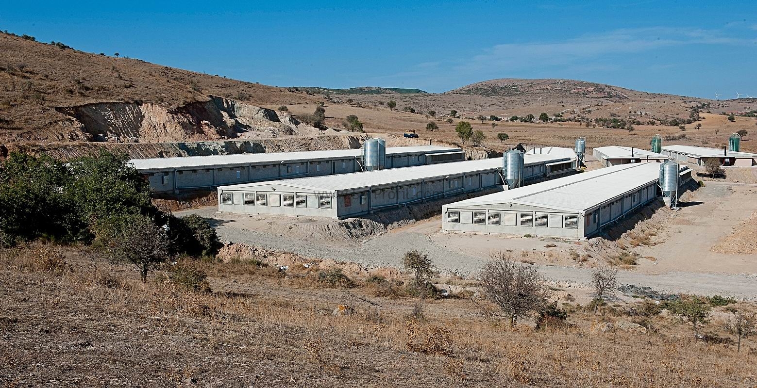 5000 Adetlik Anahtar Teslim Prefabrik Kümesli Yumurtalık Tavuk Çiftliği