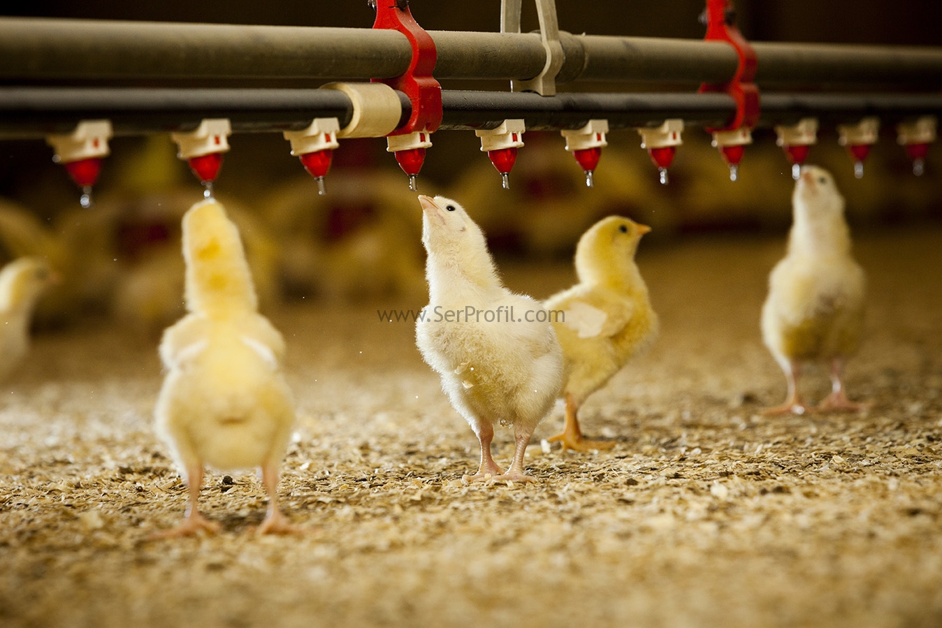 Tavuk Kümesleri Broiler Yumurta Tavuk Kümesi Modelleri İndir Proje Yapım Fiyatları