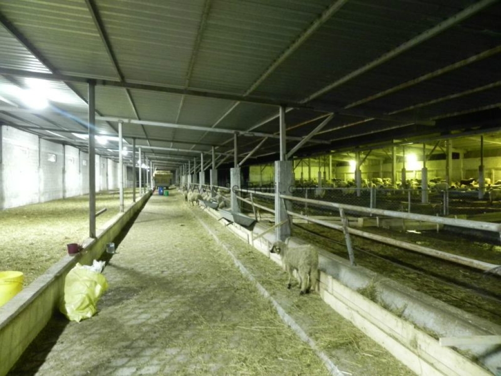 100 Büyükbaşlık Yarı Açık Besi Çiftliği Kurma Maliyeti Fiyatları