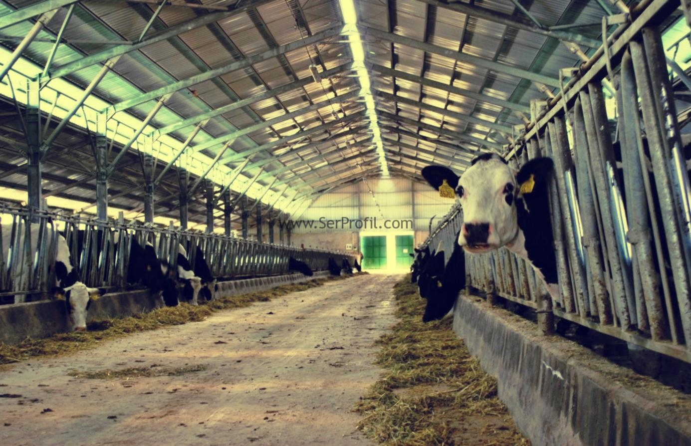 Büyükbaş Besi Çiftliği Kurmak İsteyenlere Komple Full Çözüm Üretiyoruz