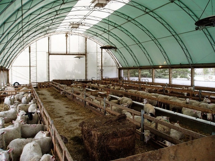 Ucuz Koyun Ahırı Projeleri ve Çiftlik Maliyetleri Yapım Fiyatları 2026
