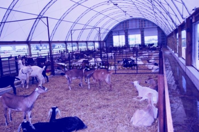500 Büyükbaşlık Koyun Keçi Ağılı Projeleri Maliyetleri Fiyatları