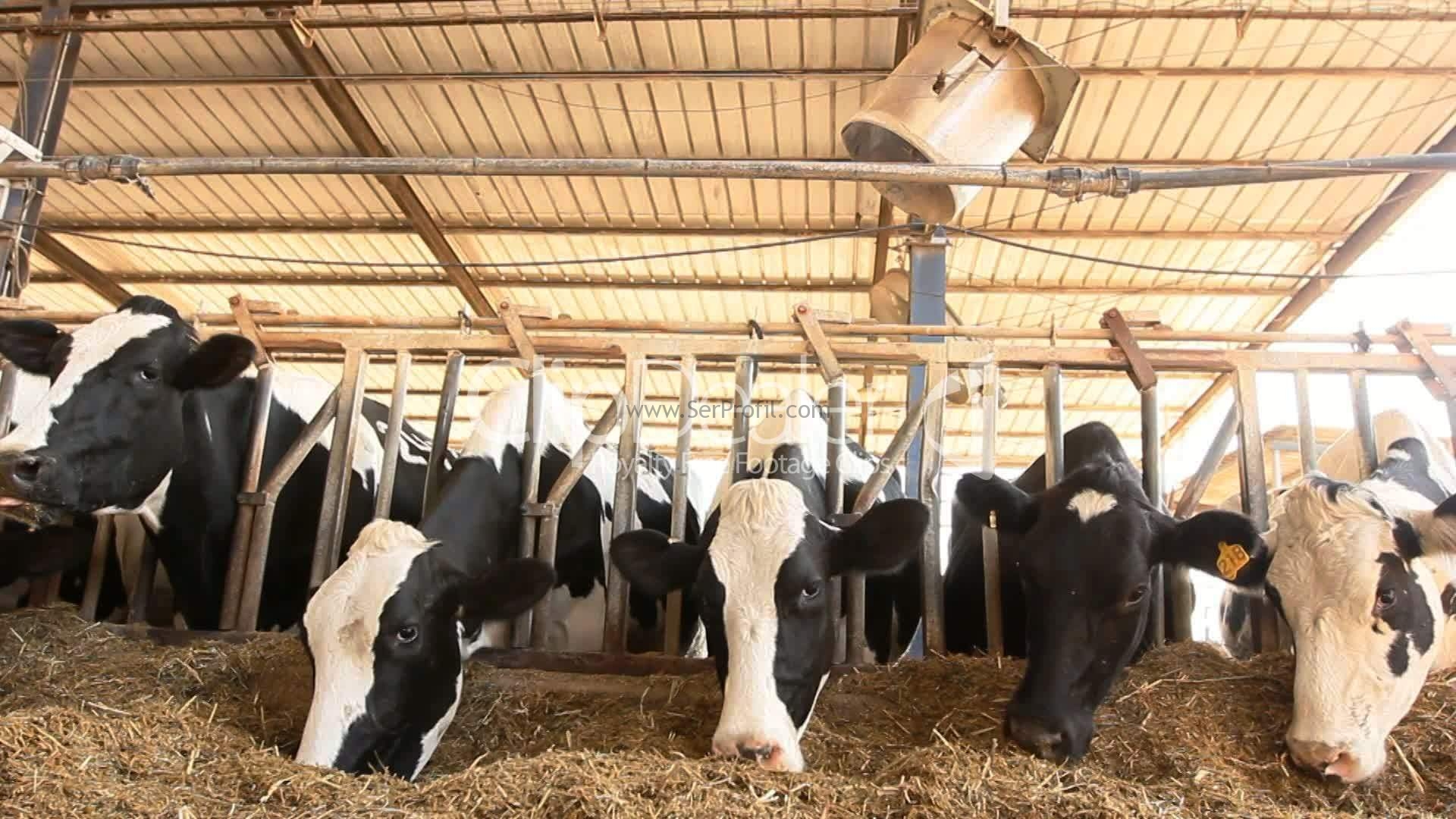 Ucuz Maliyetli Ahır Yapım Fiyatları, Prefabrik Çelik Çadır Çiftlik Projeleri