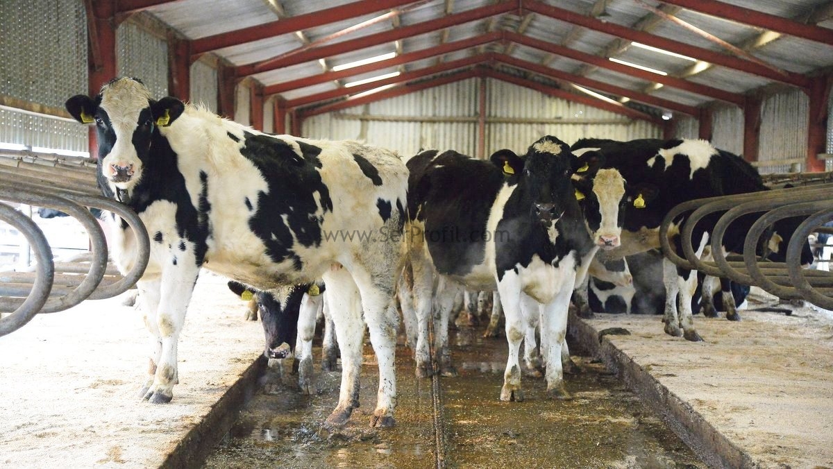 Büyükbaş Küçükbaş Çiftlik İnşaatı Yapan Firmalar Fiyatları 2026