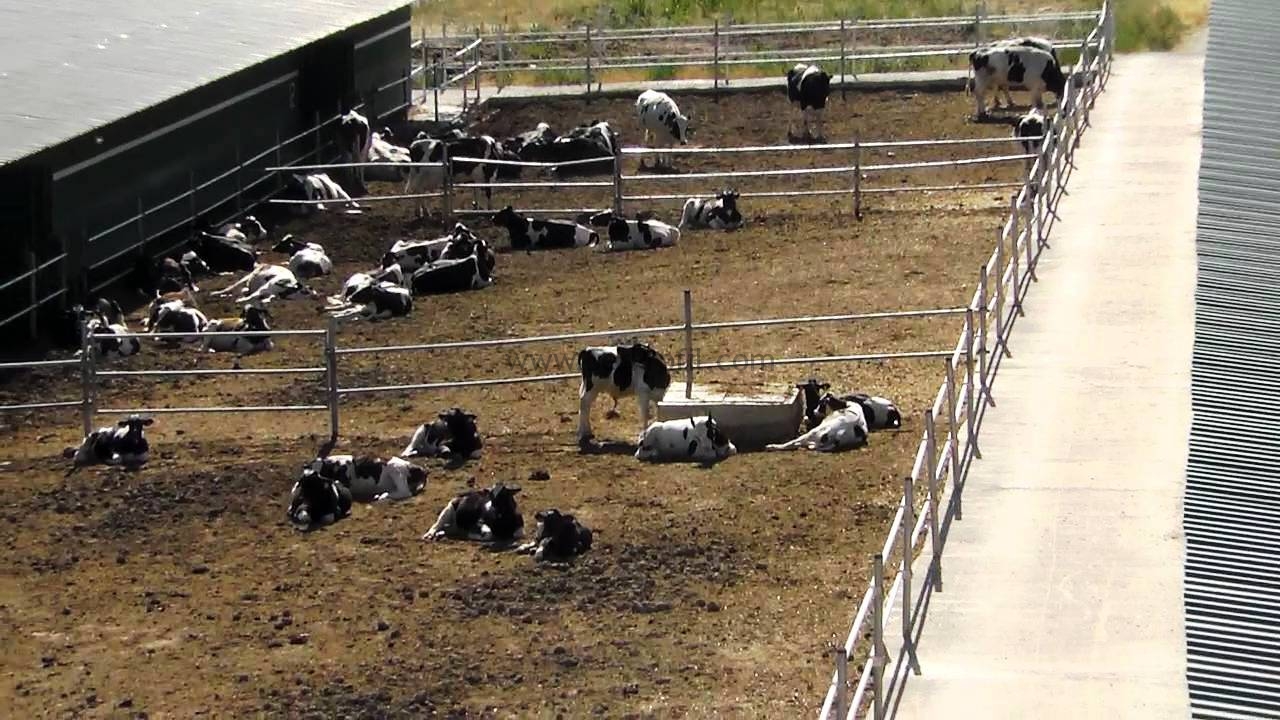 500 Başlık Küçükbaş Hayvan Koyun Keçi Çiftliği Ağıl Projeleri Yapım Fiyatı