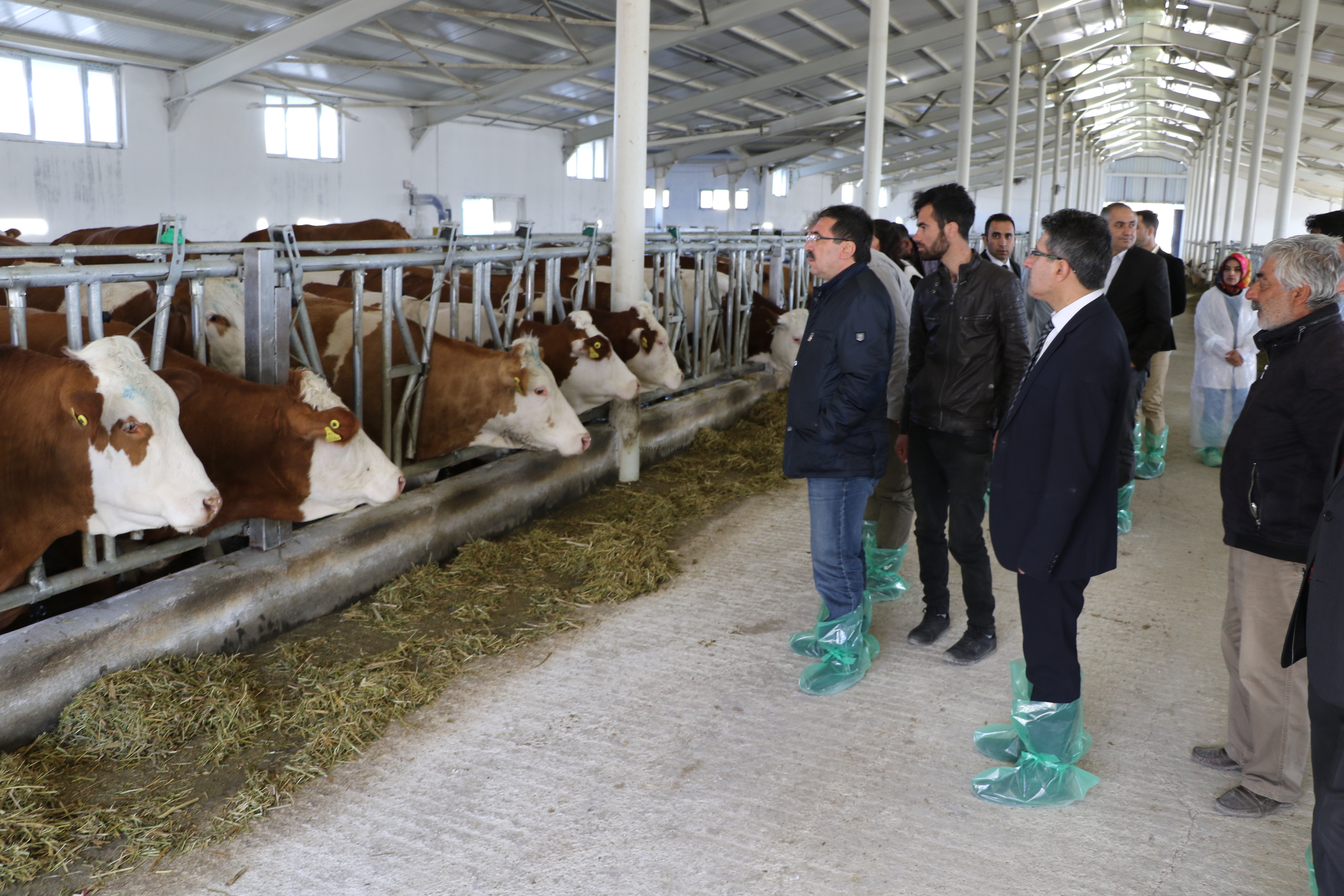 70 Büyükbaş Küçükbaş Ahır Çiftlik Sadece Çelik Çatı Maliyeti