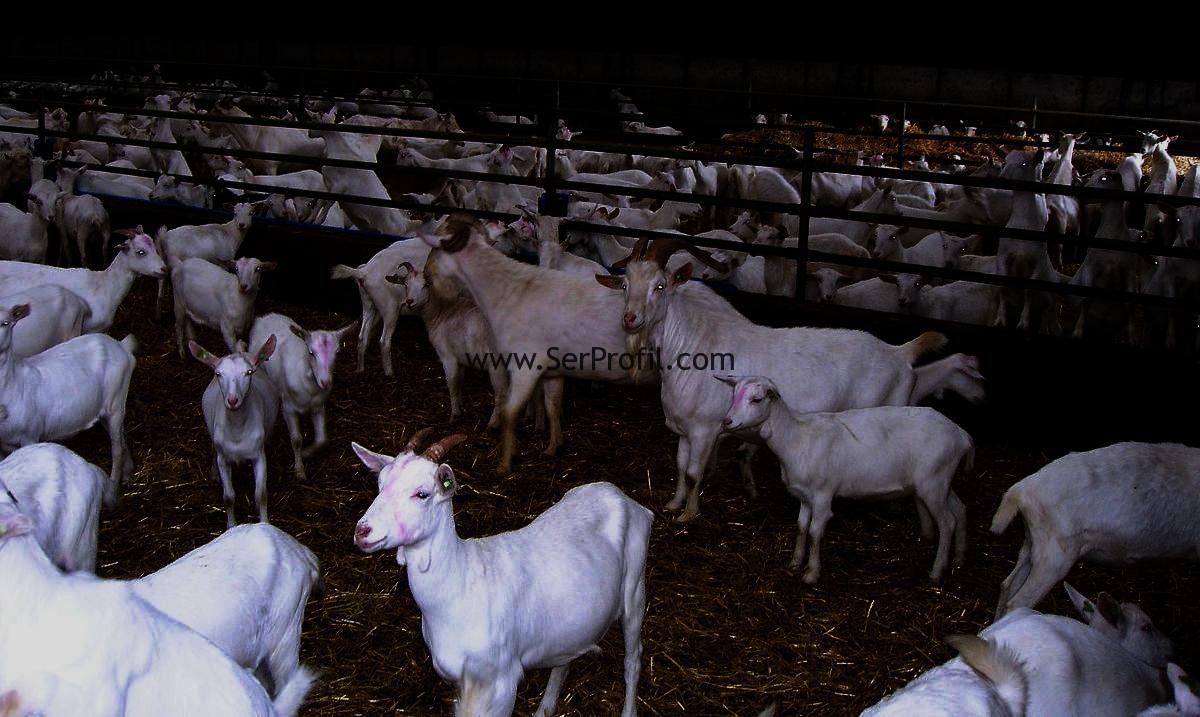 Küçükbaş Hayvancılıkta Yeni Ahır Ağıl Yapımı Desteklenmesi Proje İnşaat Fiyatları