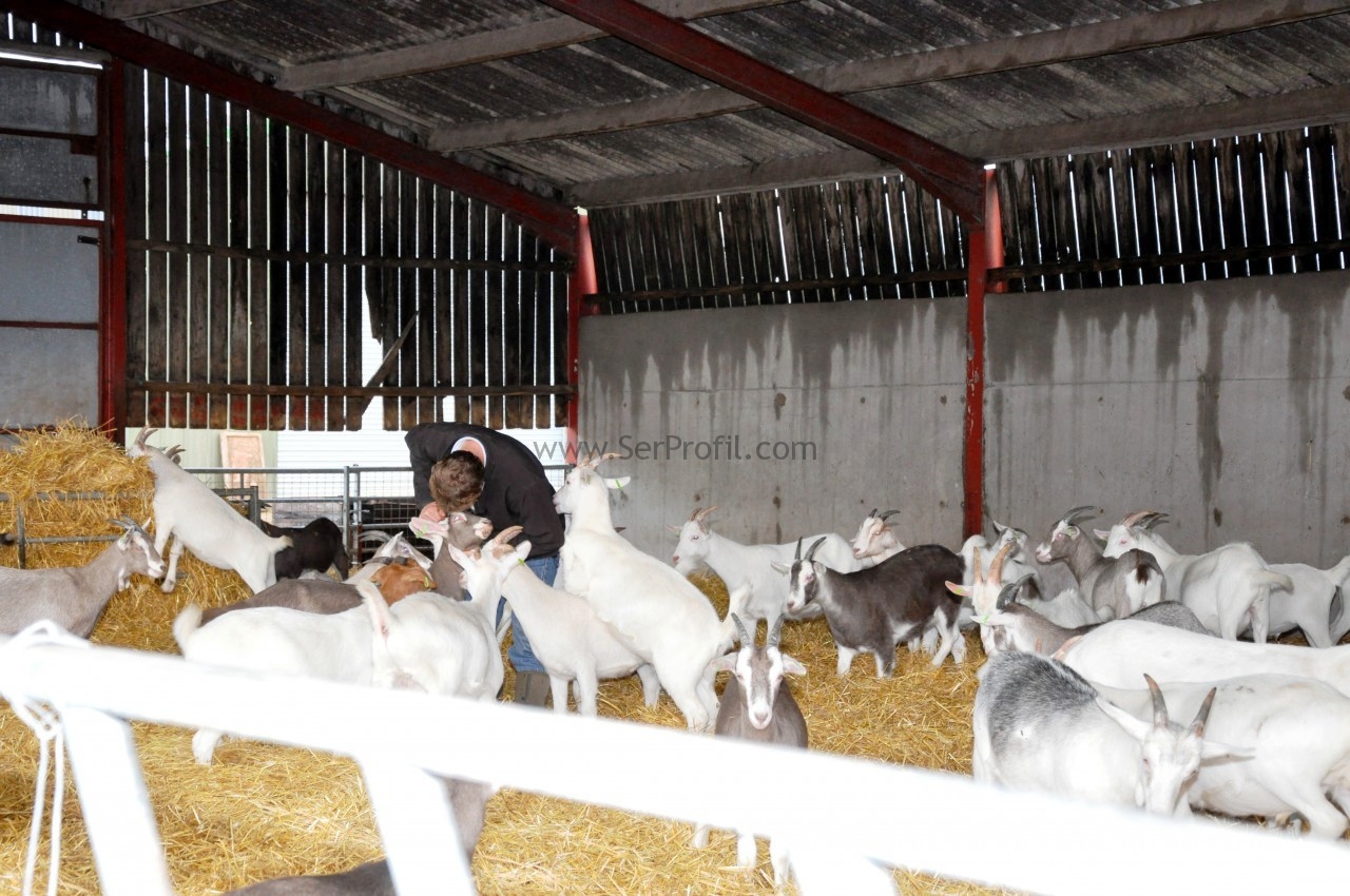100 Baş Küçükbaş Hayvan Besiciliği Proje Servisi İnşaat Maliyetleri Fiyatları