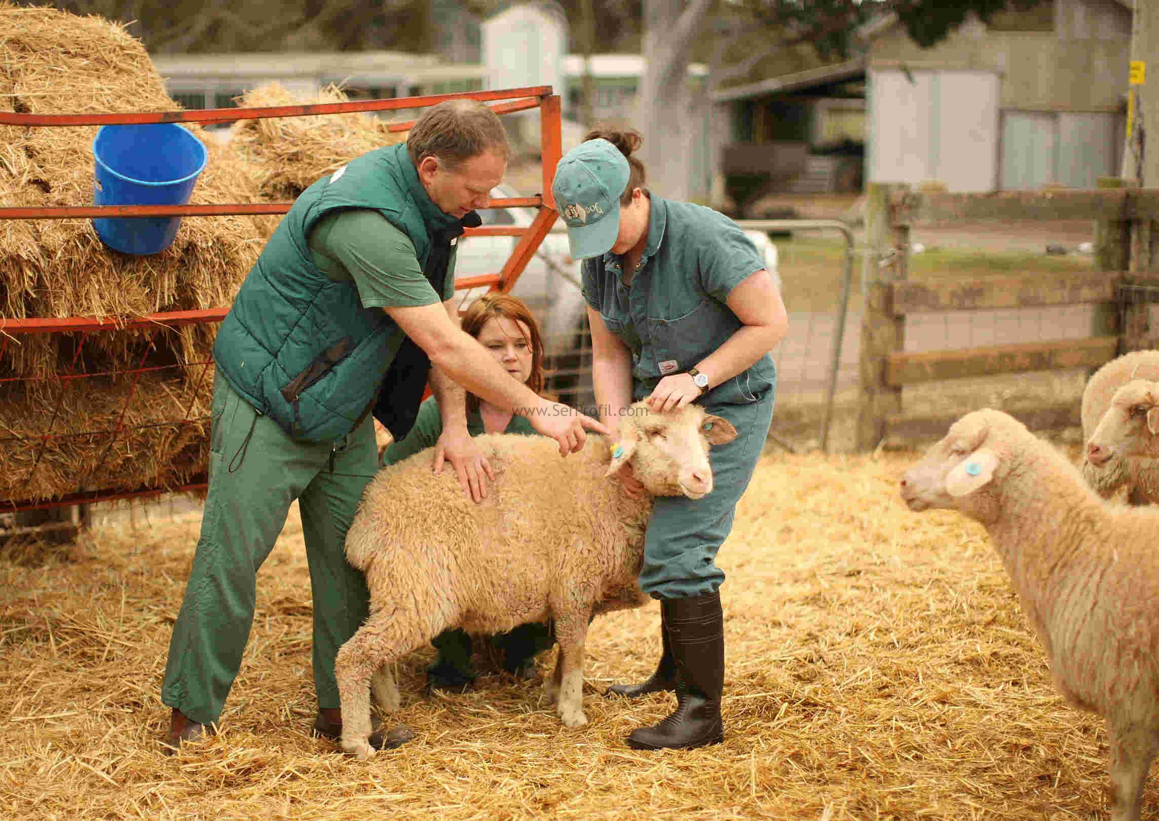Hibe Desteğiyle Küçükbaş Hayvan Barınağı Ağıl Projeleri ve Anahtar Teslim Fiyatları