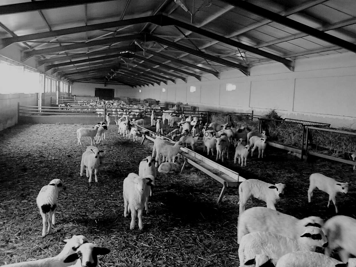 100 Başlık Koyun KEÇİ Çiftliği Projeleri ve İnşaat Maliyeti 2026
