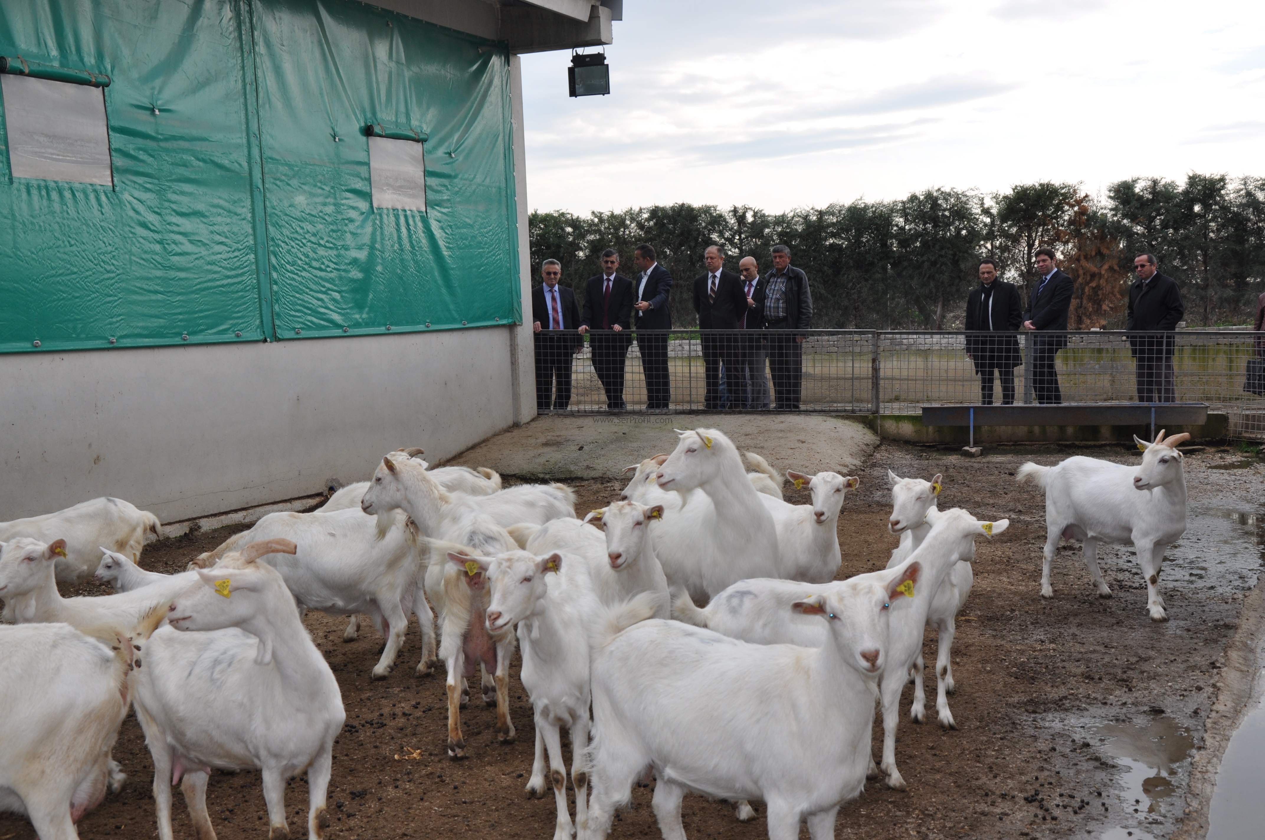 50 Küçükbaş Hayvancılık Saanen Keçi Fizibilitesi Projeleri İnşaat Yapım Fiyatları