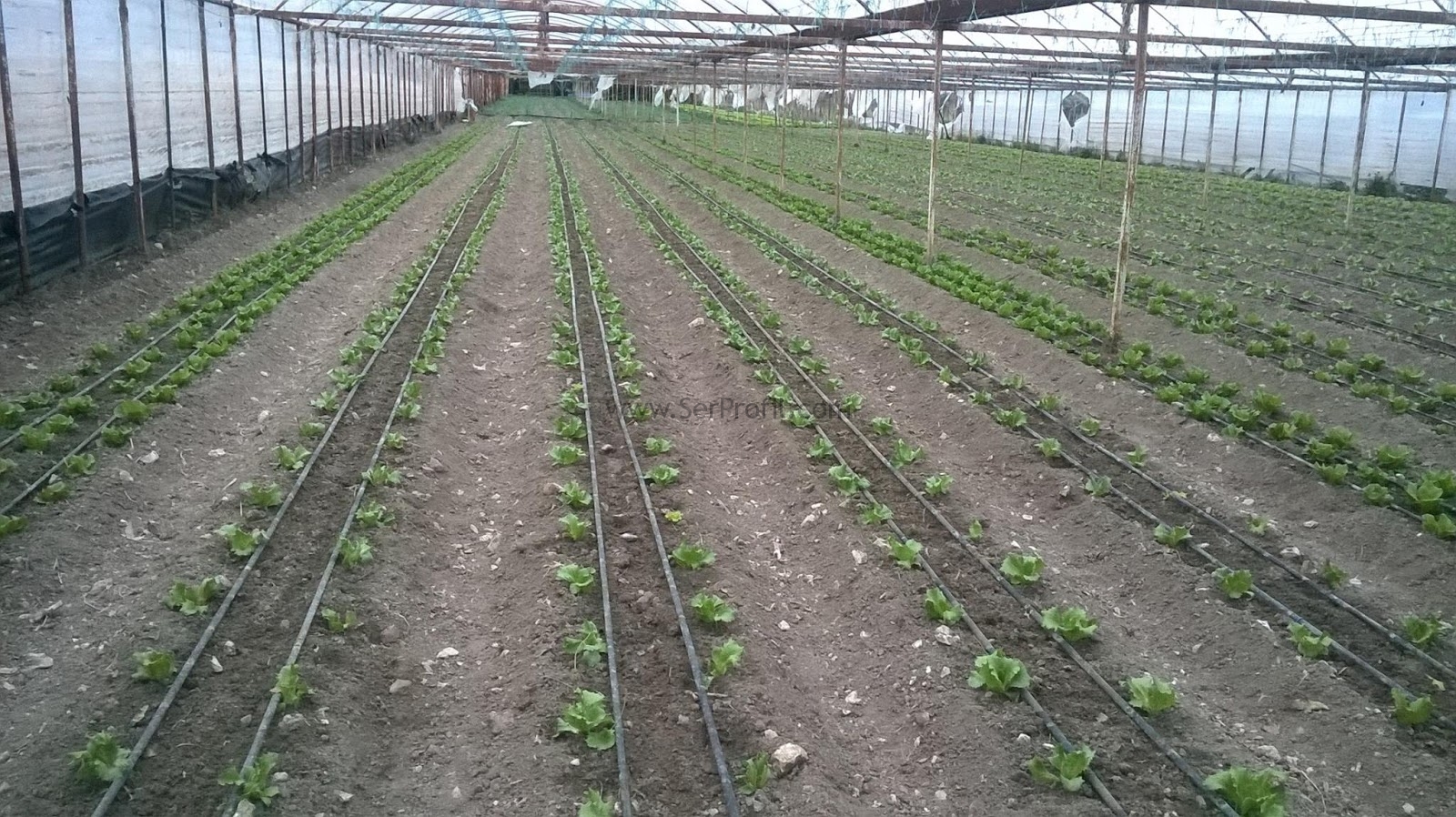 Sera Modelleri, Sera Oluk ve Profili, Sera Bağlantıları ve Ekipmanları Fiyatları