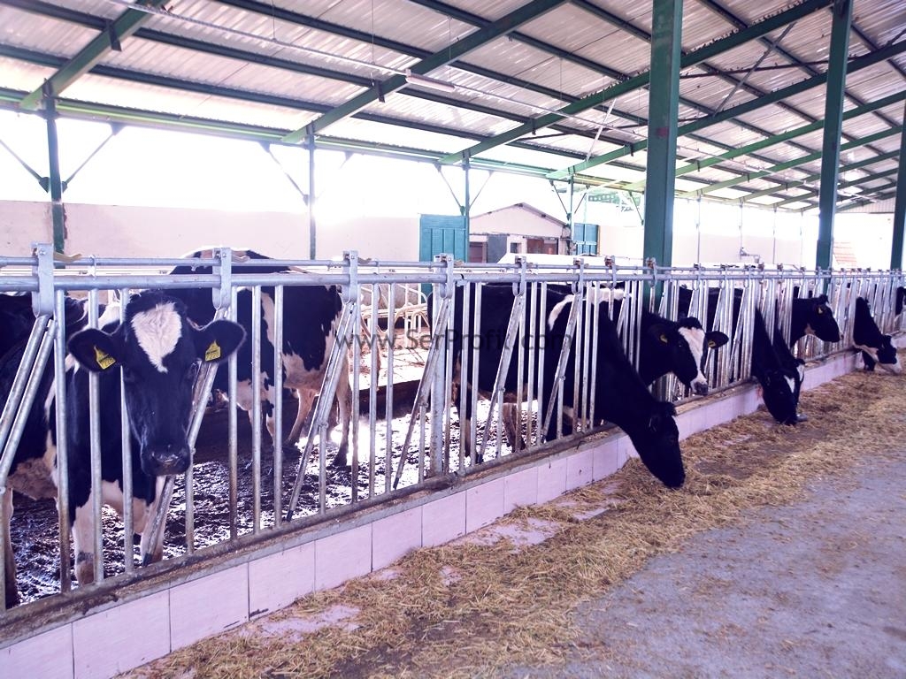 50 Baş Süt Sığırcılığı Projesi ve Anahtar Teslim Yapım Fiyatları Danışmanlık