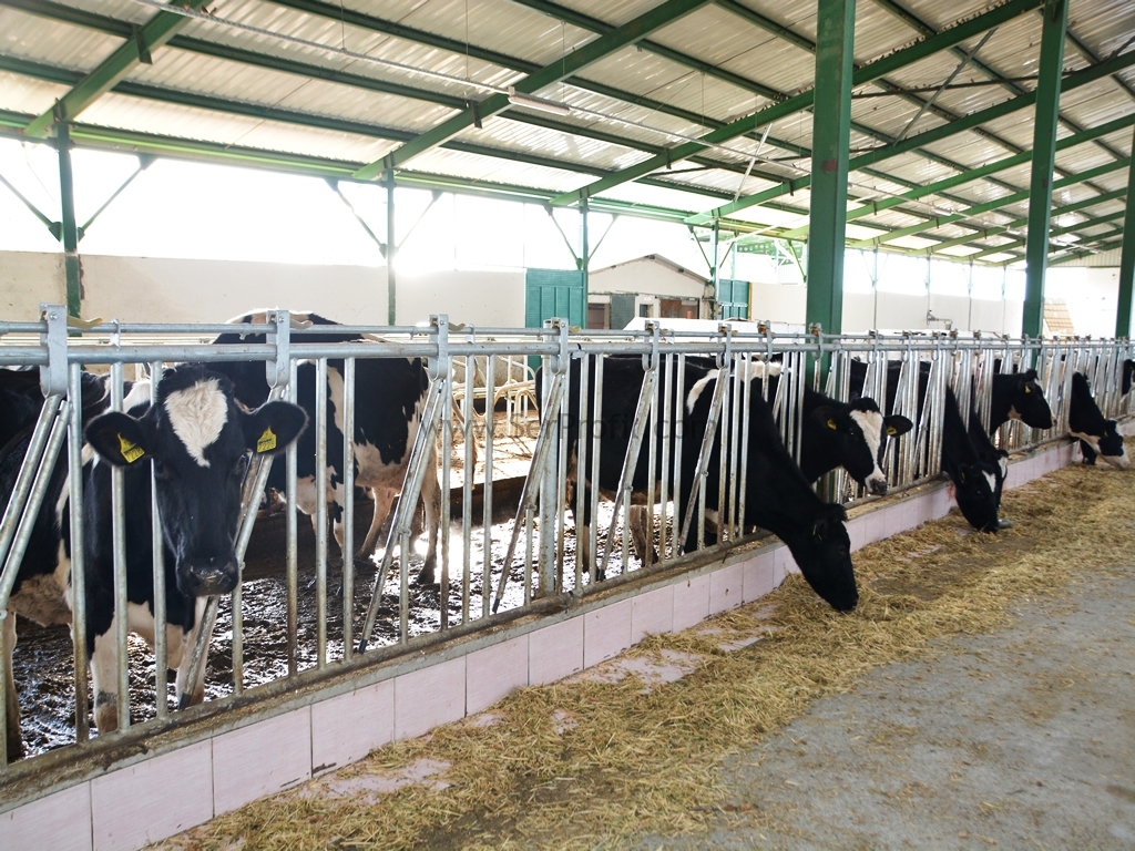 Büyükbaş Çiftlik Projeleri, IPARD TKDK Destekli Büyükbaş Hayvan Ahır Maliyeti Fiyatları
