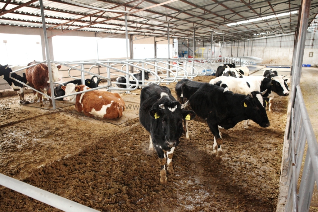 Anahtar Teslim Süt Çiftlik, Anahtar Teslim Besi Çiftlik Proje ve Yapım Fiyatları