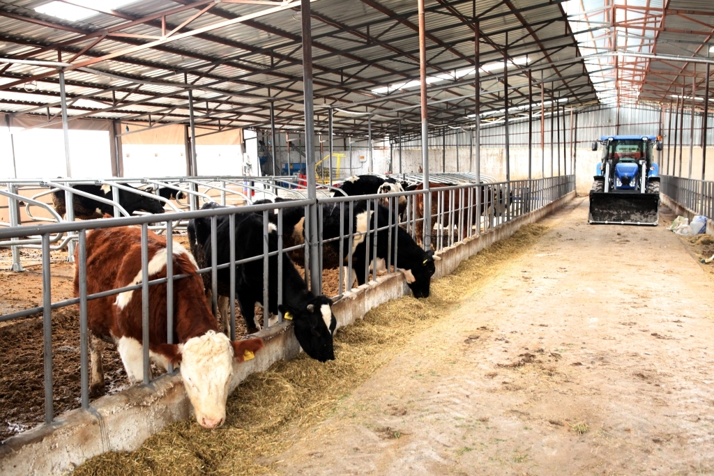 50 (Elli) Büyükbaşlık Mandıra Ahır Çiftlik Kaç Paraya Mal Olur?