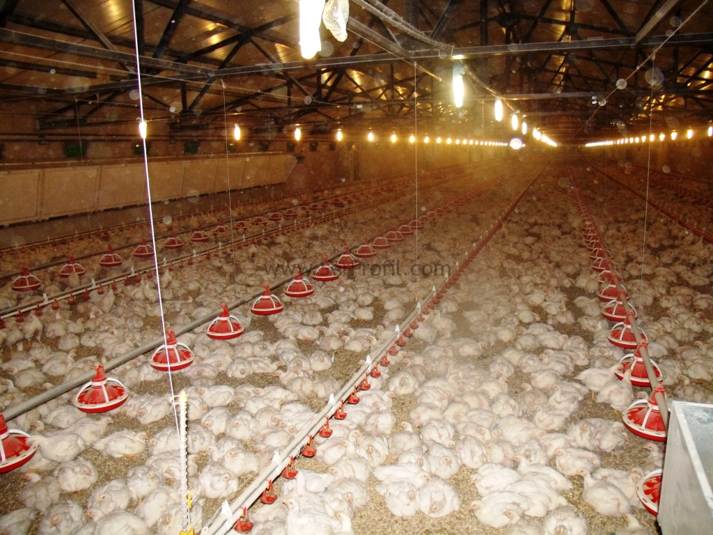 Tavuk Dahil Prefabrik ve Çelik Anahtar Teslimi Ttavuk Çiftliği Yapan Firmalar
