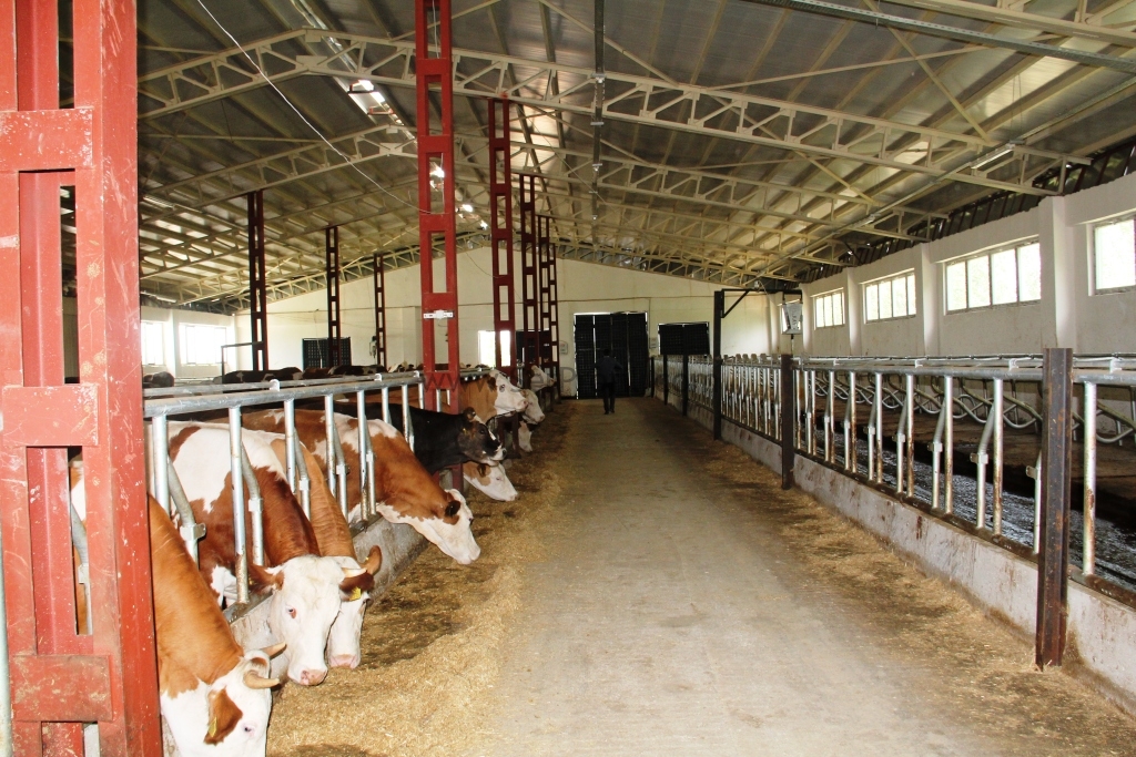 Besi Çiftliği Kurma Maliyeti 2026, Açık ve Kapalı Besi Çiftliği Ahır Maliyeti