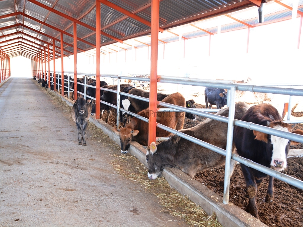 Büyükbaş Hayvan Çiftlik Modelleri Fiyatları, Devlet Destekli Büyükbaş Hayvan Çiftlik Maliyeti