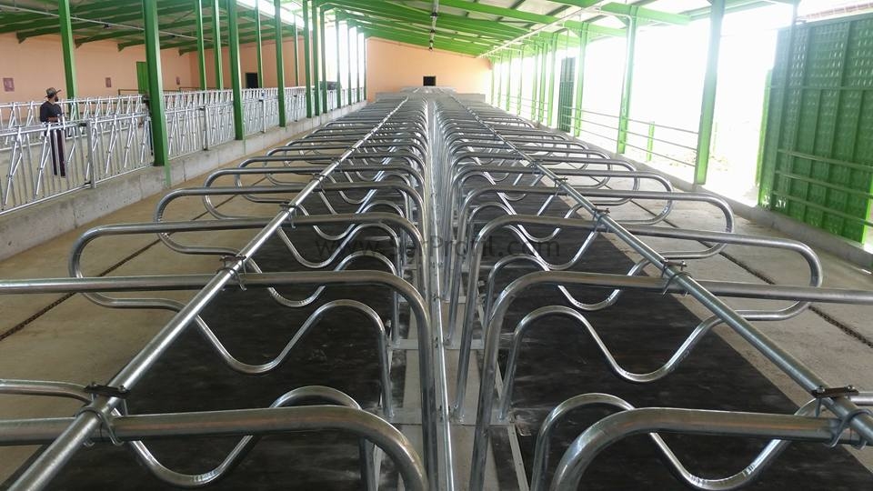 50 Büyükbaş Hayvan Ahır Projesi Fizibilite Çalışması Malzeme İşçilik Ekipman Fiyatları