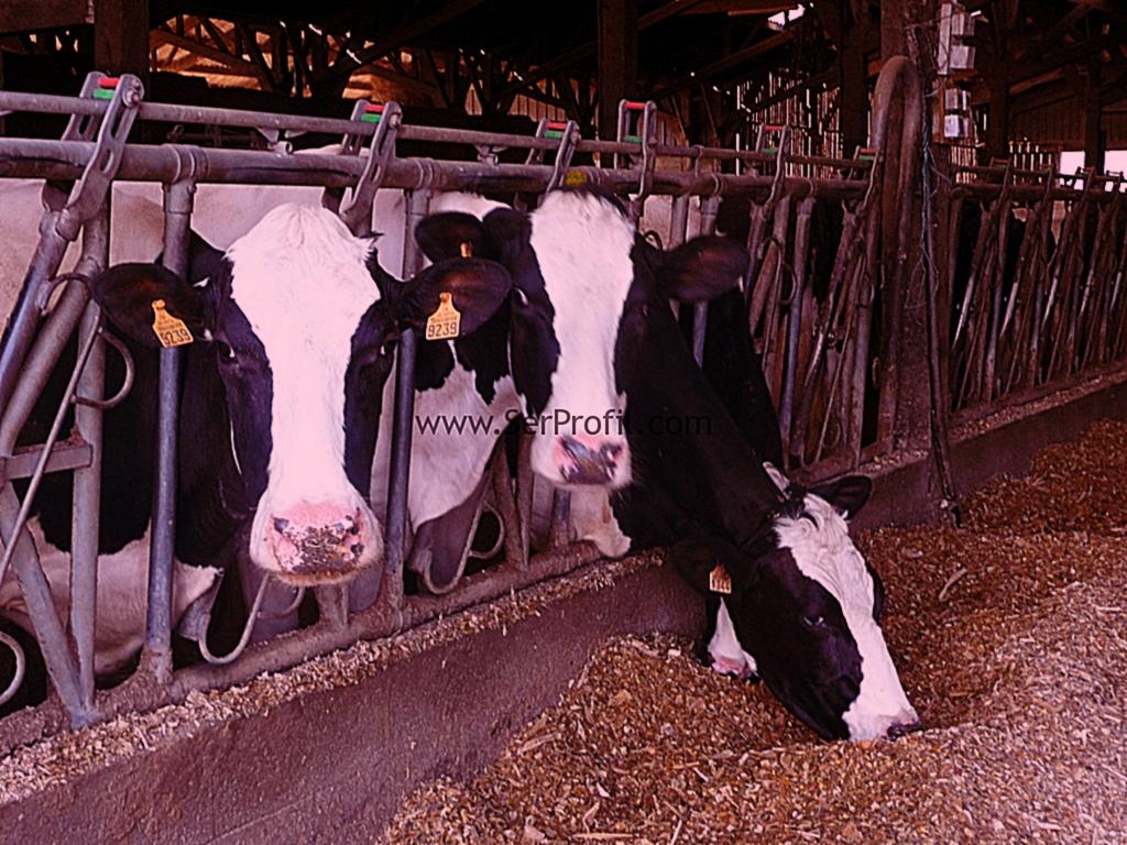 Büyükbaş Hayvan Besi ve Sütçülük Çiftlik Ekipmanları Projeleri Fiyatları