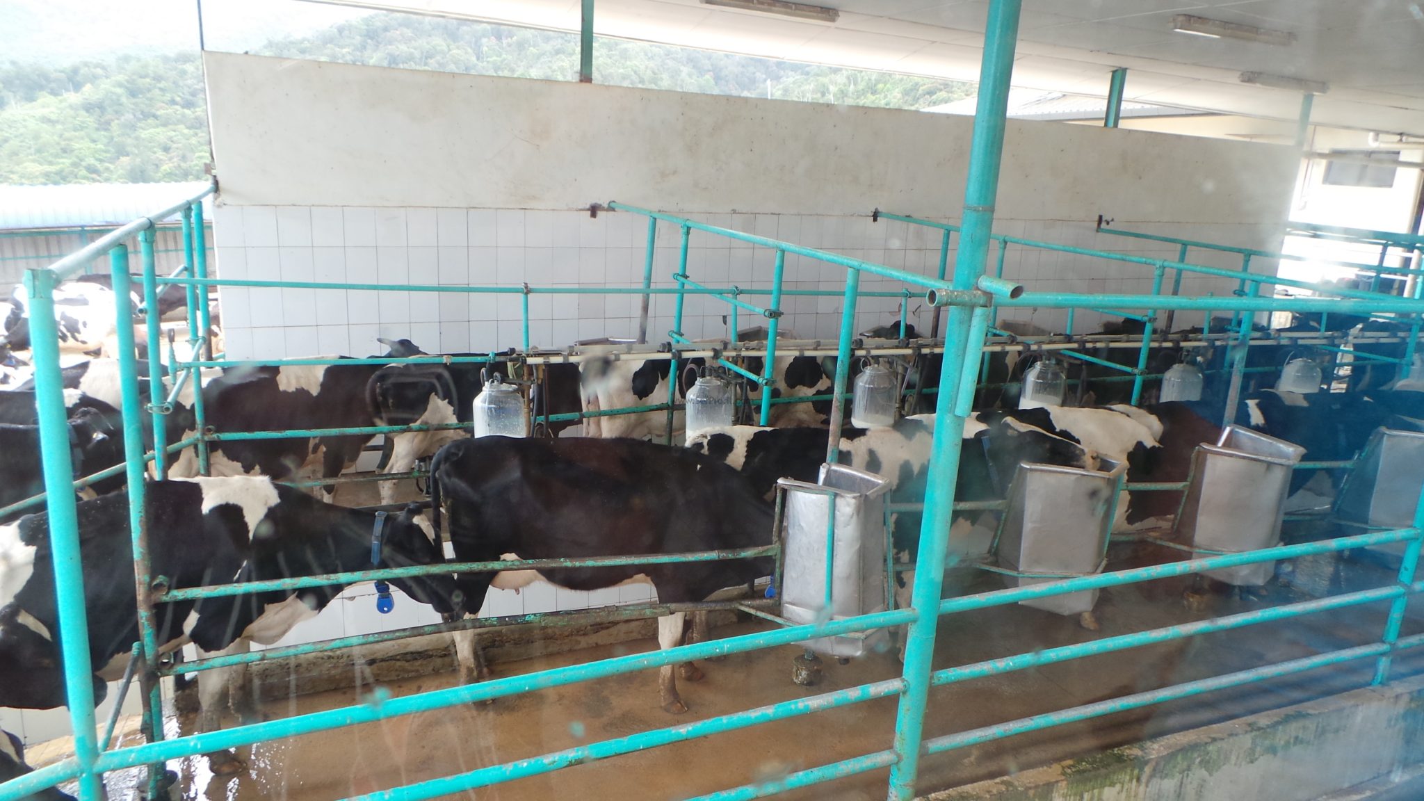 Bağlı Duraklı Ahırlarda Ölçüler, Kapalı Bağlı Sistem Ahır Projeleri Fiyatları