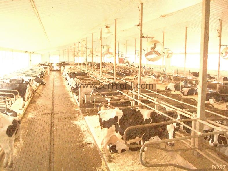 Büyükbaş Küçükbaş Hayvan Ahır Çiftlik Projeleri ve Komple Yapım Fiyatları 2026