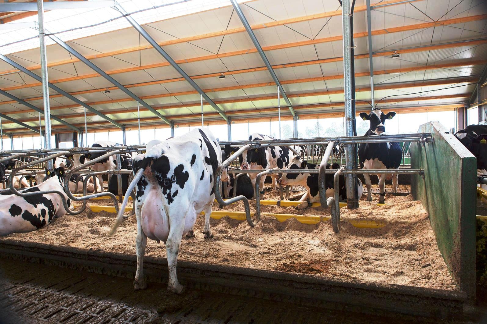 2026 Prefabrik Ahır Yapımı Projesi Fiyatları