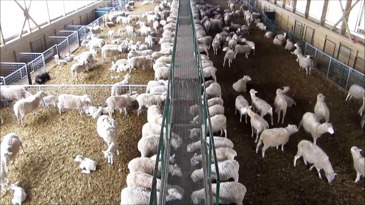 100 Başlık Anaç Keçi Koyun Çiftliği Ağıl Projeleri Maliyeti