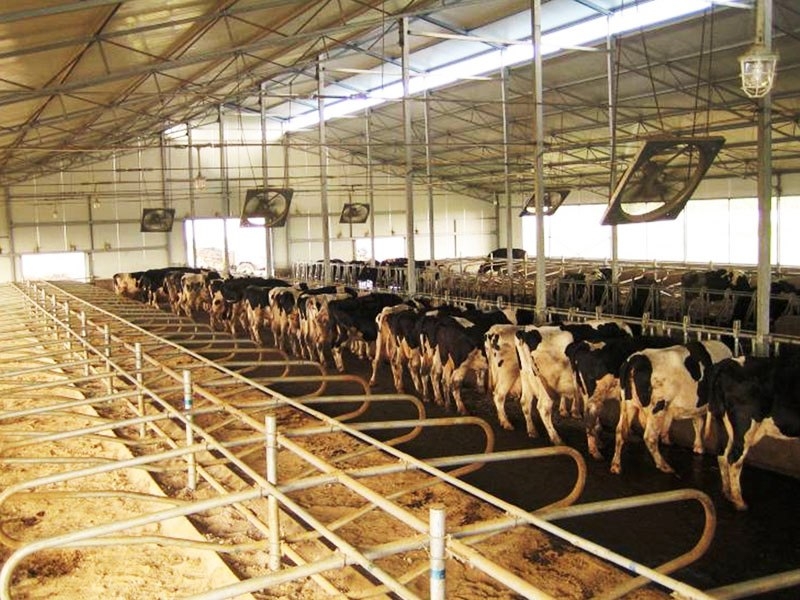 MODERN Büyükbaş Hayvan Besi Süt Çiftliği Proje Örnekleri Fizibilite Maliyetleri