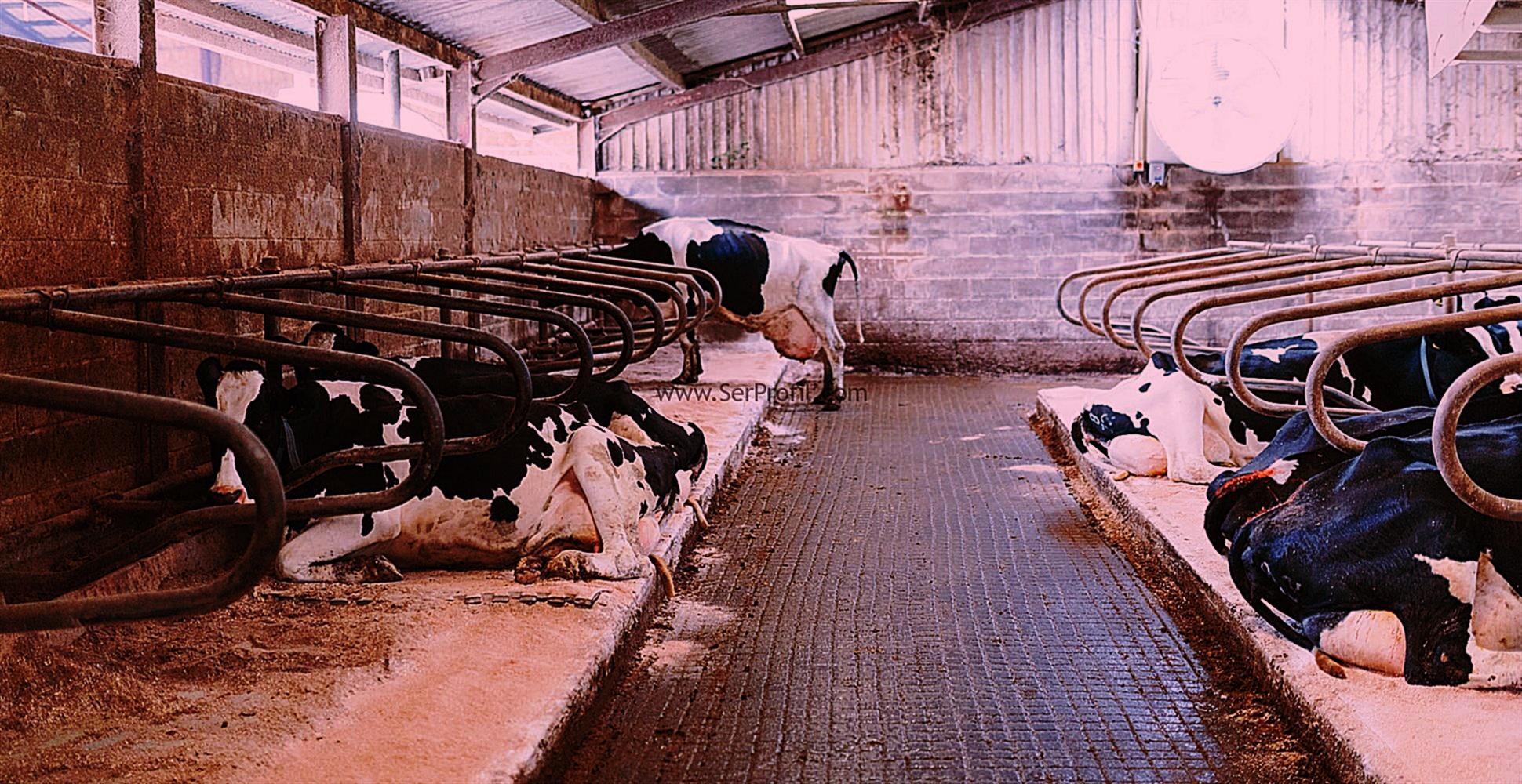 Son Sistem MODERN Açık Besi Ahırı Modelleri Çiftlik Kurulum Fiyatları 2026