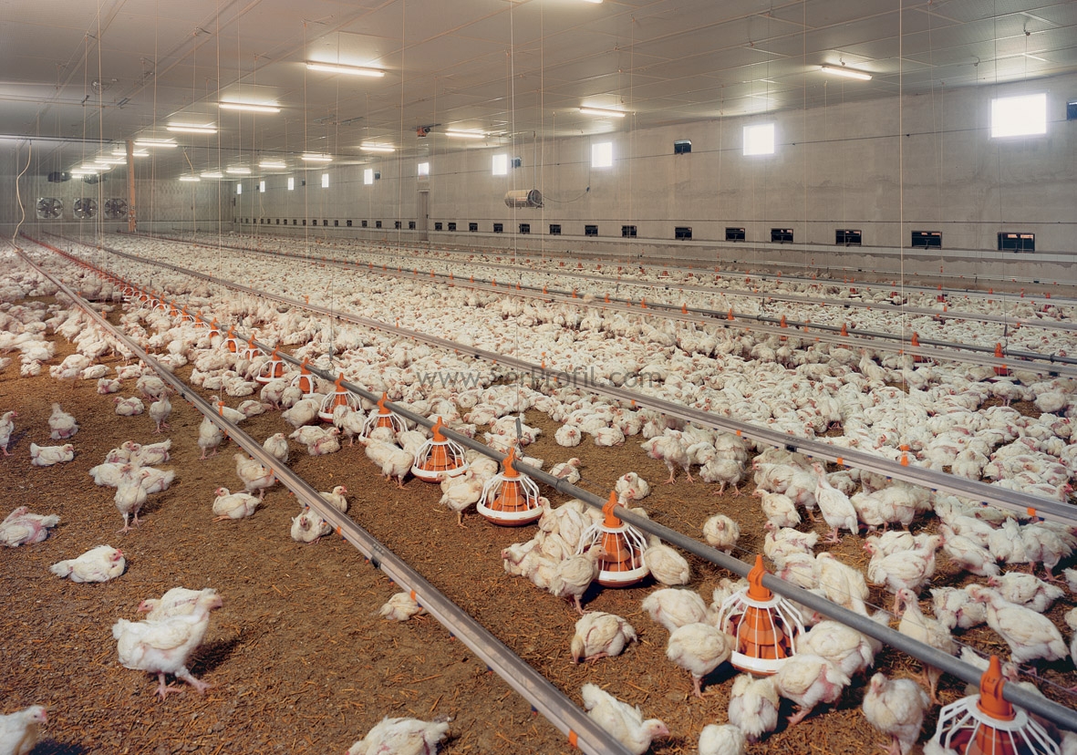 Prefabrik ÇELİK Broiler Yumurta Tavuk Çiftliği Projeleri ve Yapım Fiyatları