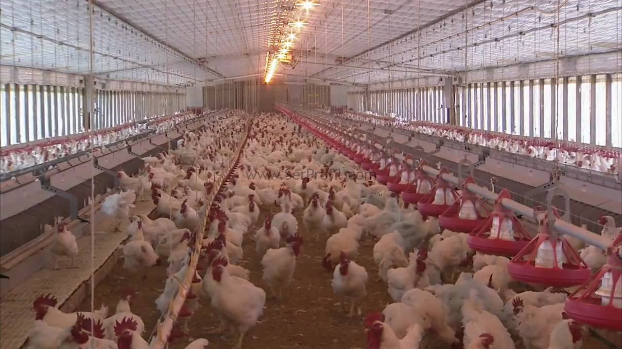 Prefabrik Tavuk Kümesi Fiyatları, Prefabrik Büyükbaş Küçükbaş Ahır Yapımı Komple Full