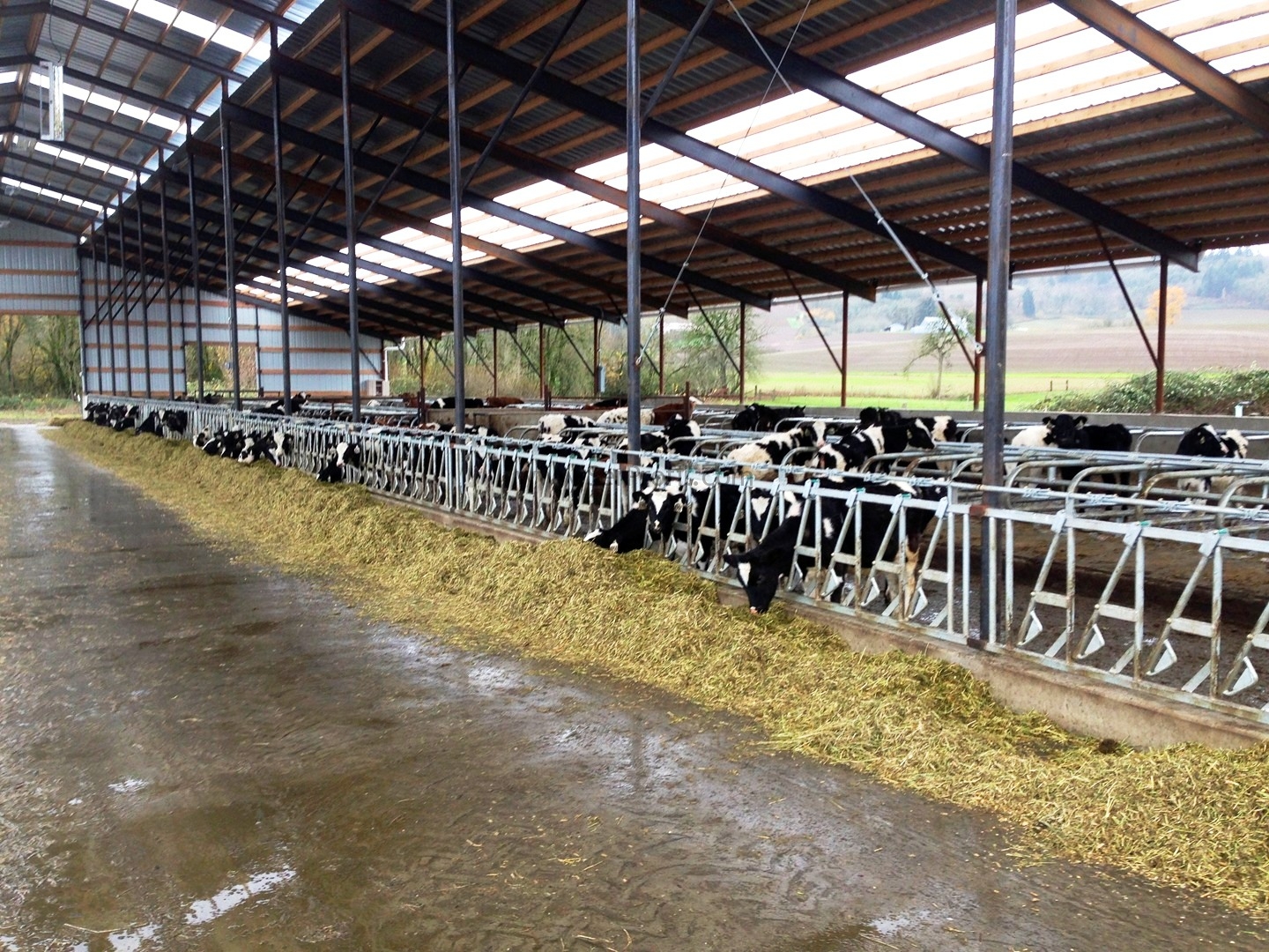 Büyükbaş Ahır Çiftlik Projeleri ve Anahtar Teslim İnşaatı Yapan Firmalar Fiyatları