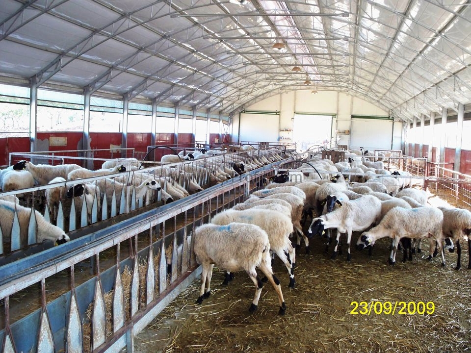 Modern Koyun Keçi Çiftlikleri Ağıl Yapımı Projeleri ve Fiyatları