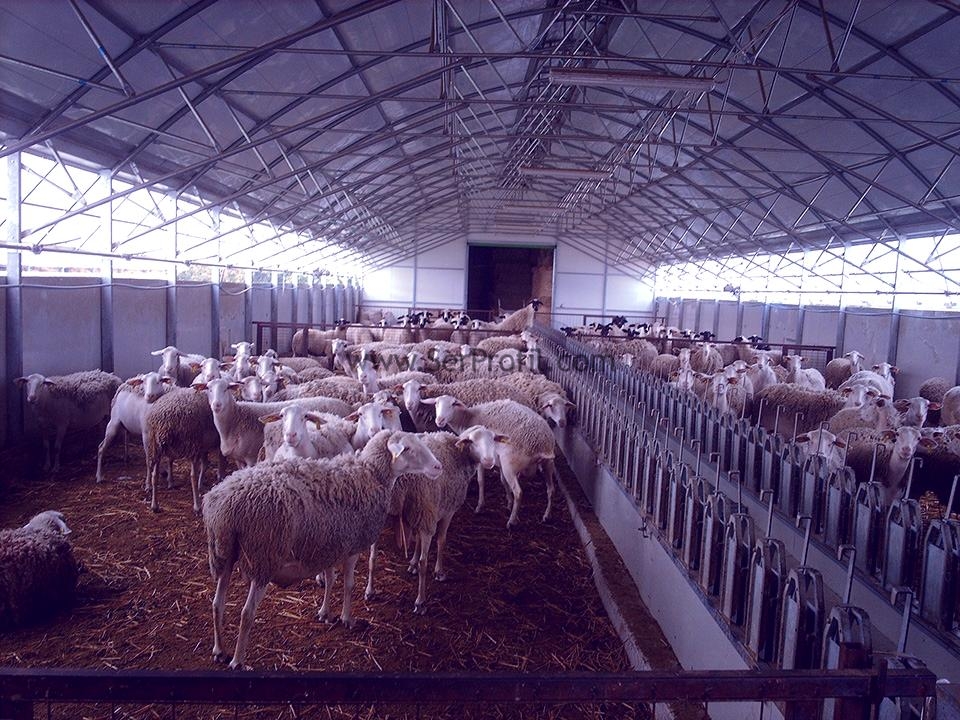 Modern Koyun Keçi Çiftliği Projeleri Maliyetleri Fiyatları