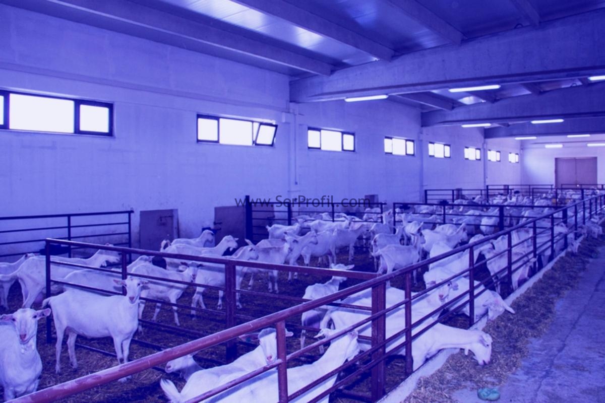 500 Küçükbaş Ahır Hayvan Çiftliği Maliyeti Projeleri Fiyatları