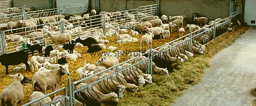 MODERN Keçi Barınakları Projeleri ve Anahtar Teslim Maliyeti