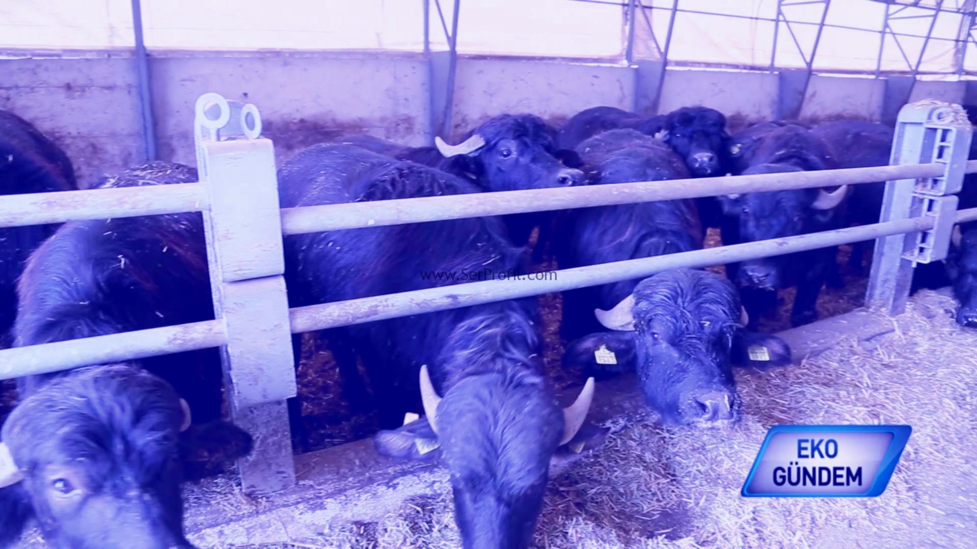 Manda Ahır Çiftlik Projeleri Anahtar Teslim Yapım Fiyatları
