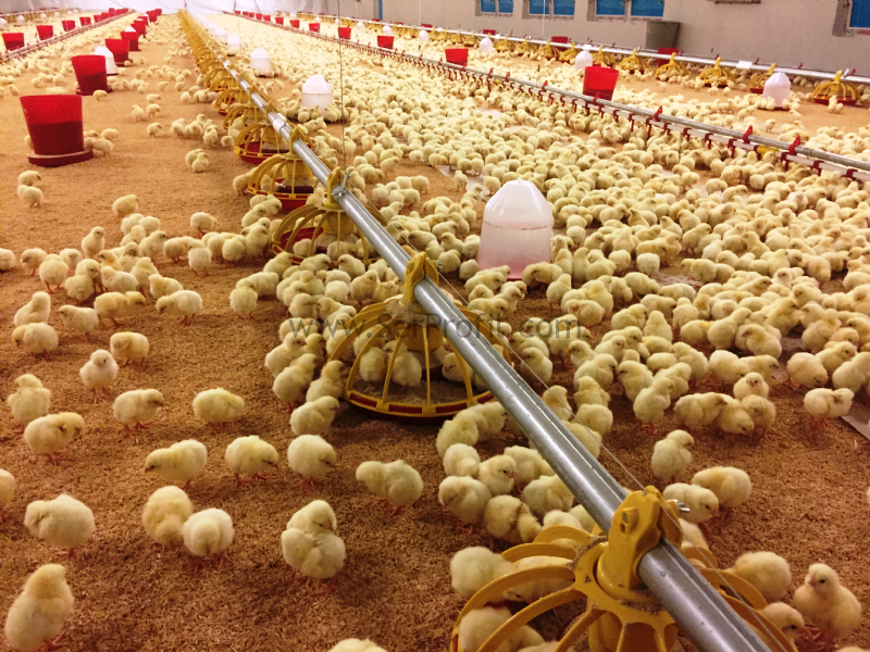 25 Bin - 50 Bin Adet Anahtar Teslim Prefabrik ÇELİK Yumurtalık Tavuk Kümes Çiftliği