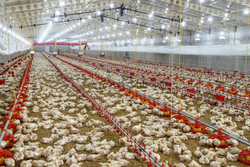 MODERN Yumurtacılık Broiler Tavuk Kümesi Yapımı Ölçüleri Projeleri Fiyatları