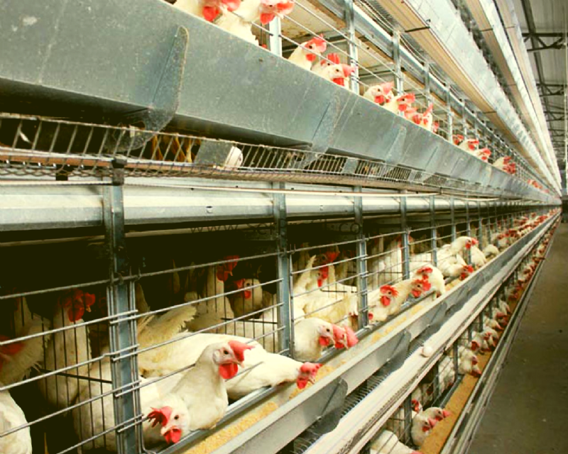 25 Binlik Etlik Broiler Piliç Kümes Projesi İnşaat Ekipman Yaklaşık Maliyetleri