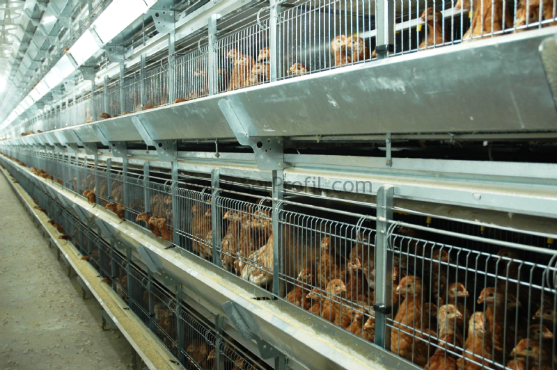 Broiler Etlik Yumurtalık Tavuk Kümesi Fiyatları En Ucuz Ekonomik