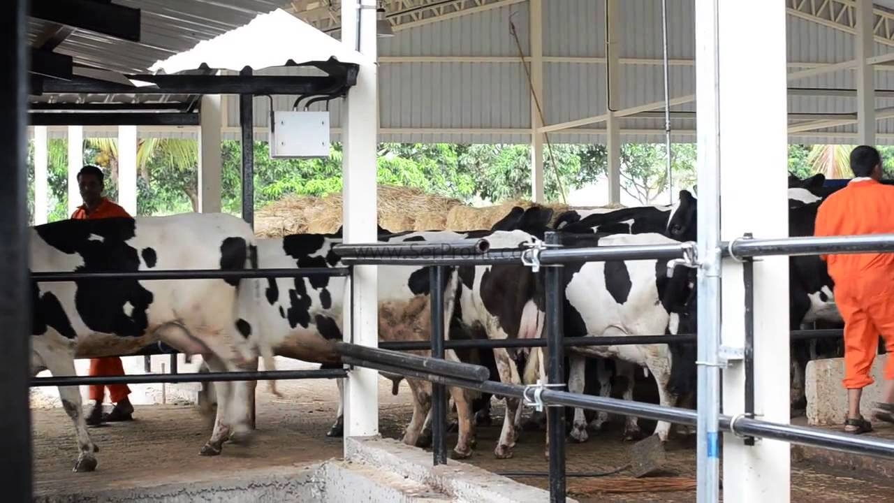 10 Büyükbaşlık Ahır Maliyeti, 15 Başlık Ahır Projesi Video ve Fiyatları