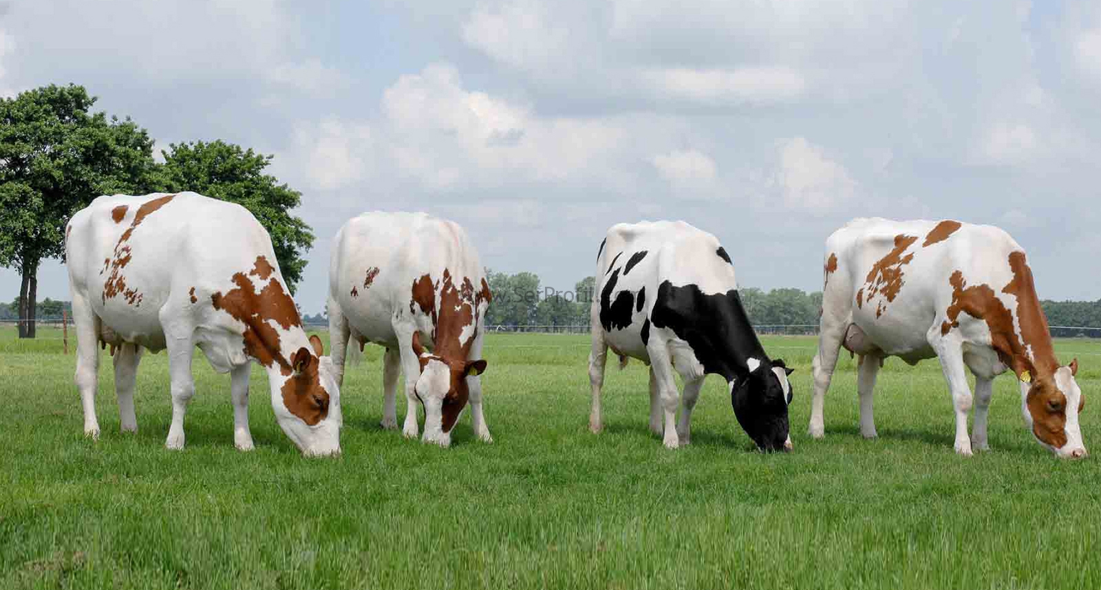 Küçükbaş Büyükbaş Hayvancılık Çiftlik Ahır Proje Örnekleri Planları Maliyetleri