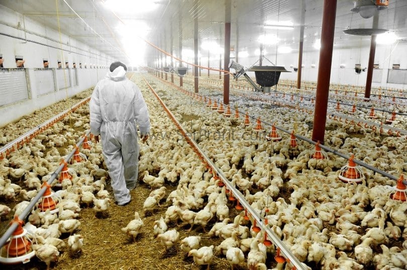 Tavuk Çiftliği ve Tavuk Kümes Ekipmanları Fiyatları