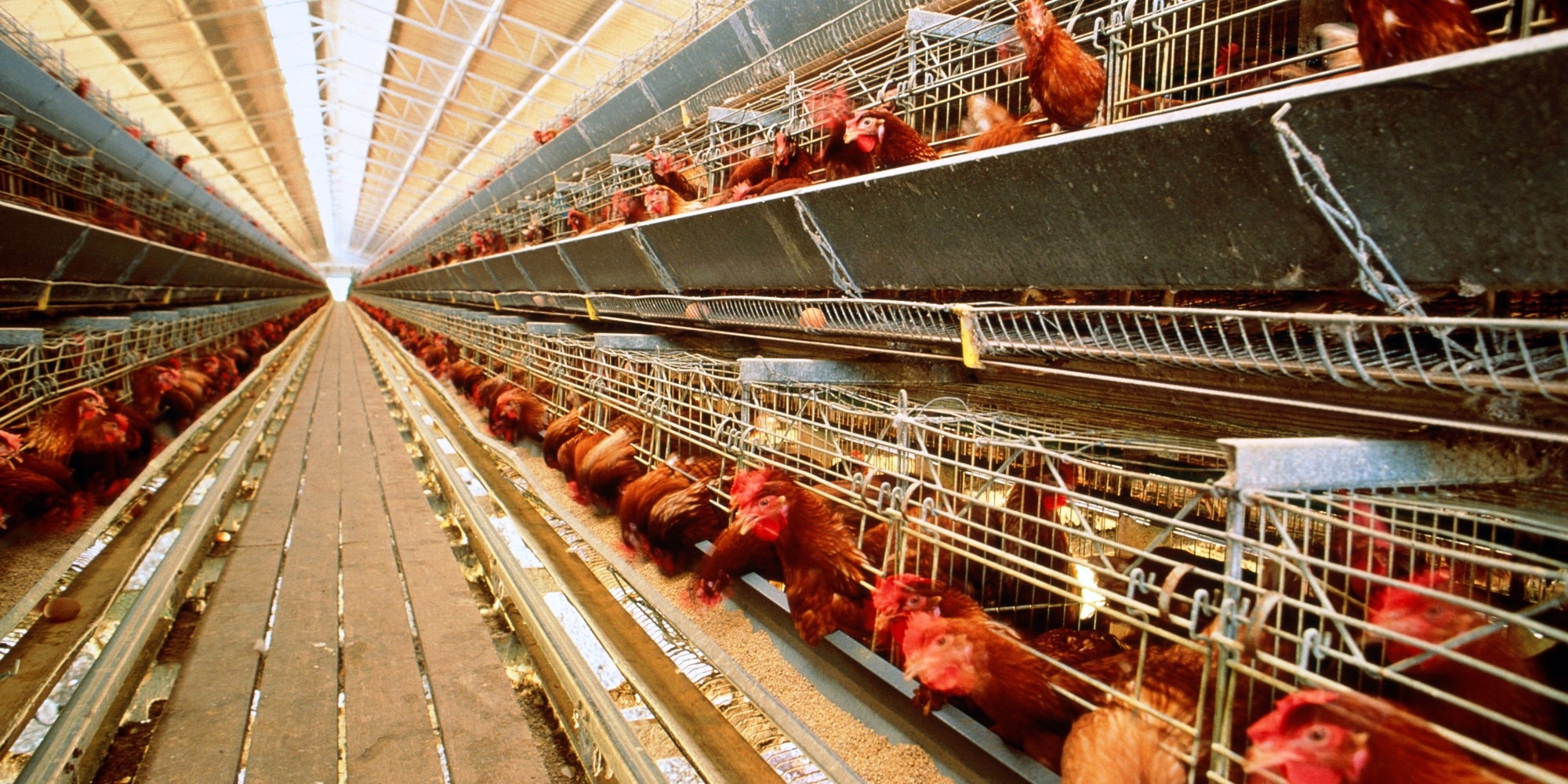 Prefabrik Tavuk Kümesi Fiyatları, Anahtar Teslimi Tavuk Çiftliği Yapan Firmalar