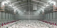HAZIR Yumurta ve Besi Broiler Ticari Tavuk Kümesi Projeleri ve Yapım Fiyatları, HAZIR Yumurta ve Besi Broiler Ticari Tavuk Kümesi Projeleri Yapım Fiyatları, HAZIR Yumurta ve Besi Broiler Ticari Tavuk Kümesi ve Yapım Fiyatları, HAZIR Yumurta Ticari Tavuk Kümesi Projeleri ve Yapım Fiyatları, HAZIR Besi Broiler Ticari Tavuk Kümesi Projeleri ve Yapım Fiyatları,   tavuk kümesi yapımı ölçüleri, tavuk kümes yapımı videoları, basit kümes yapımı, en ucuz tavuk kümesi nasıl yapılır, tavuk kümesi projeleri, kümes yapımı malzemeleri, kümes nasıl yapılır uzman tv, kümes yapımı, hazır kümes fiyatları,