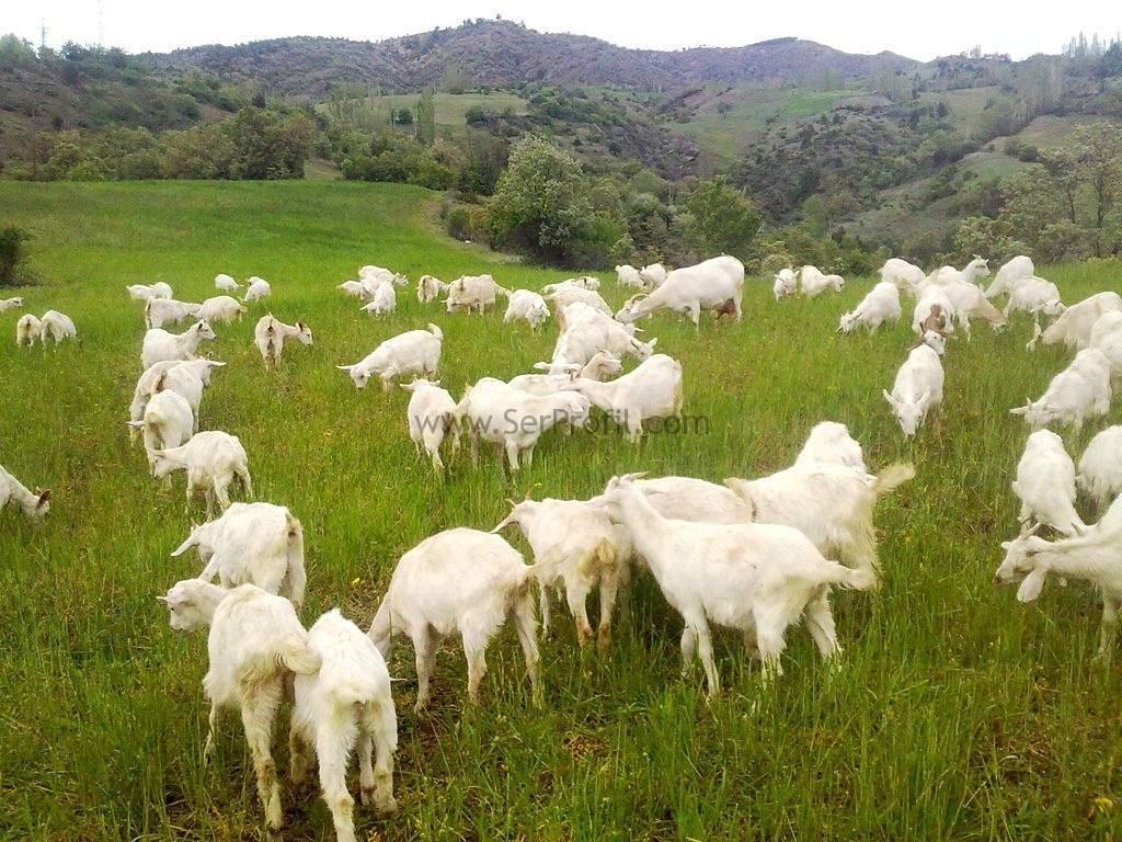 saanen-kecisi-resimleri-saanen-keci-ciftligi-keci-ciftlik-proje-kucukbas-ciftlik-anahtar-teslim-5